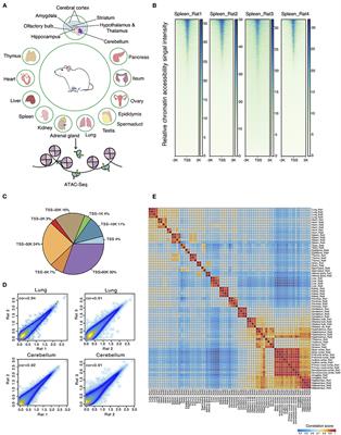 The Chromatin Accessibility Landscape of Adult Rat